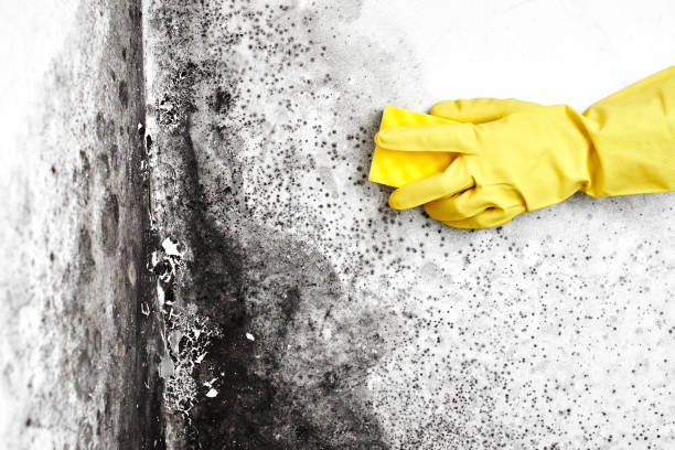 Best Mold Removal Process  in Union City, PA