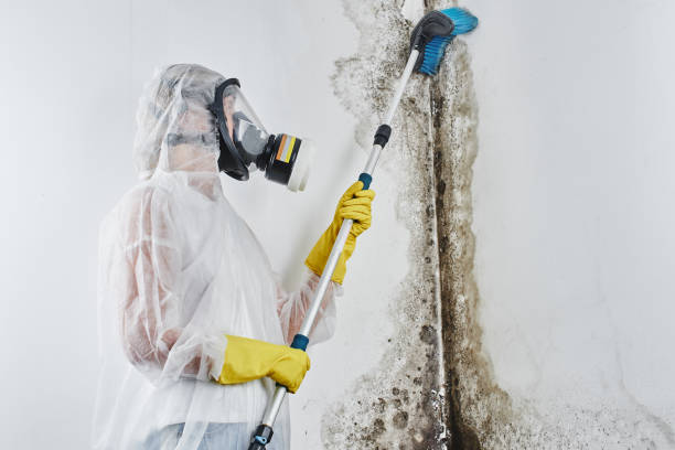 Best Professional Mold Removal  in Union City, PA