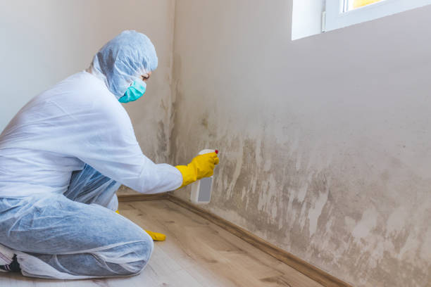 Certified Mold Removal in Union City, PA