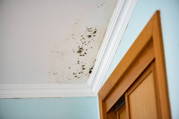 Best Commercial Mold Removal  in Union City, PA