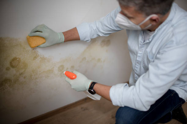 Best Local Mold Removal Service  in Union City, PA