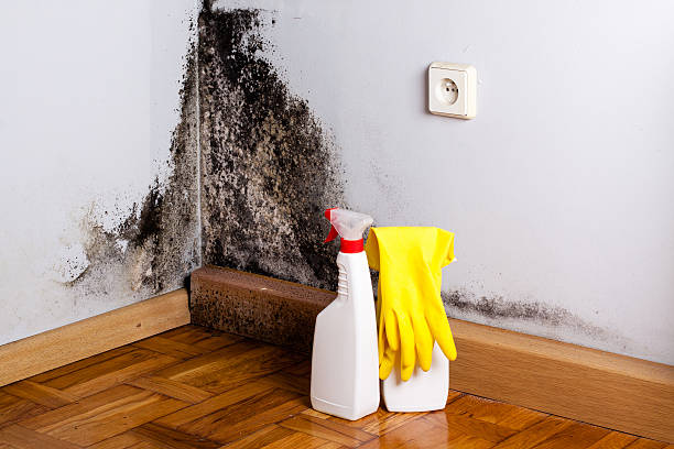 Best Crawl Space Mold Removal  in Union City, PA