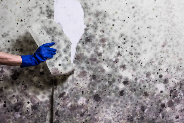 Best Same-Day Mold Removal  in Union City, PA