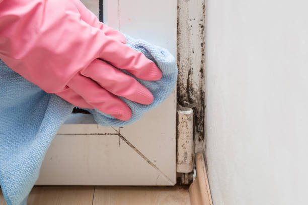 Reliable Union City, PA Mold Removal Solutions